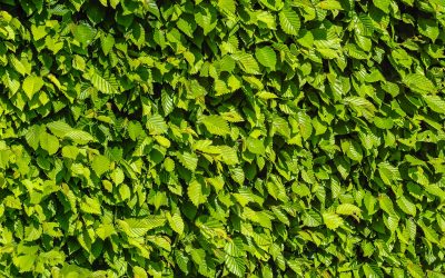 Tips voor het planten van een beukenhaag