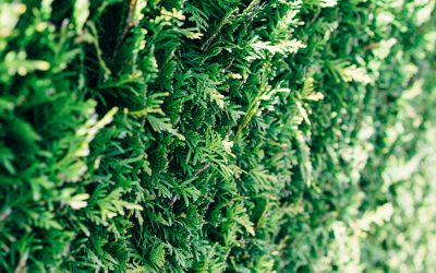 Welke planten zijn ideaal voor in de lente?