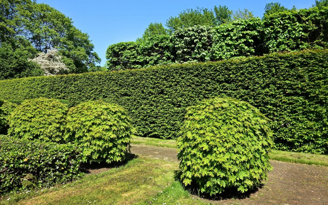 5 tips voor het voorjaarsonderhoud van jouw tuin: wat kun je zelf doen en wat laat je over aan de professional?