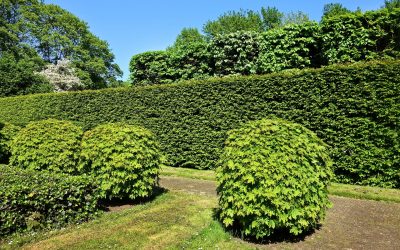 5 tips voor het voorjaarsonderhoud van jouw tuin: wat kun je zelf doen en wat laat je over aan de professional?