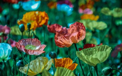 Waarom zou je een hovenier moeten inschakelen?