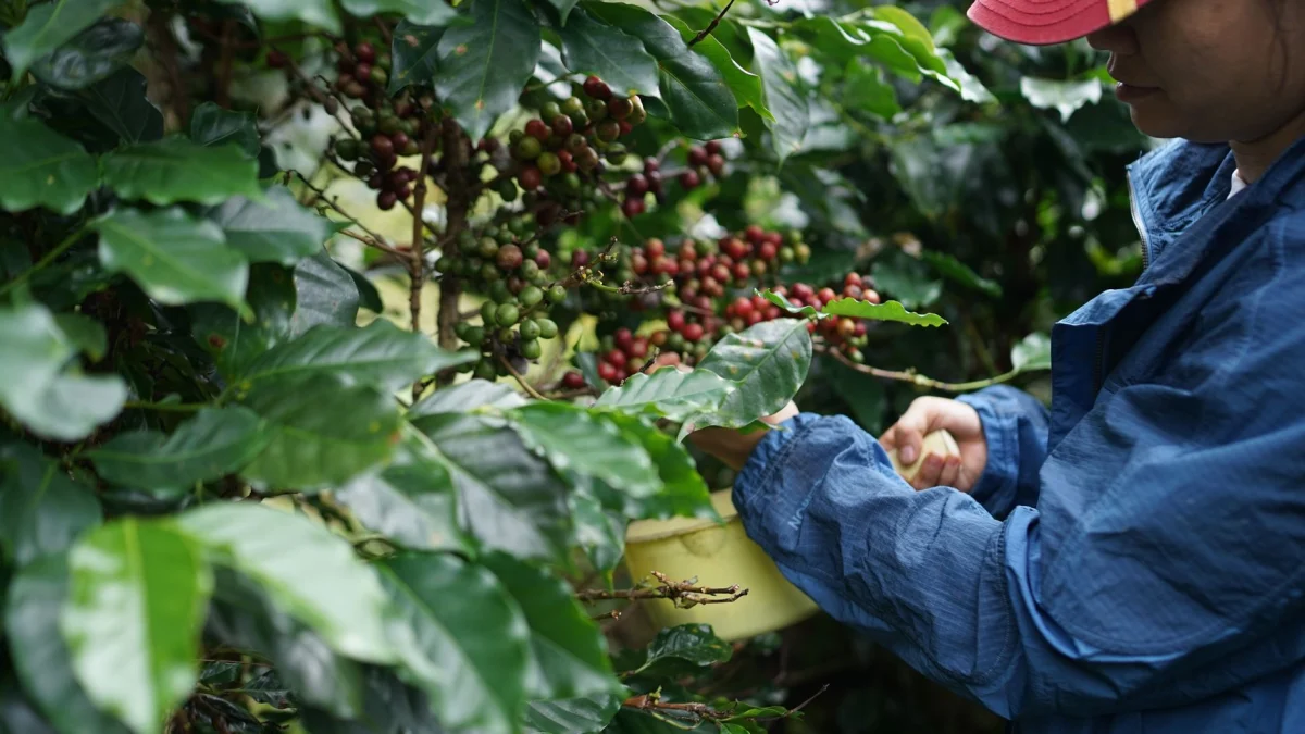 Van plantage tot smaakexplosie: ontdek de verschillen tussen koffie uit brazilië, ethiopië en kenia
