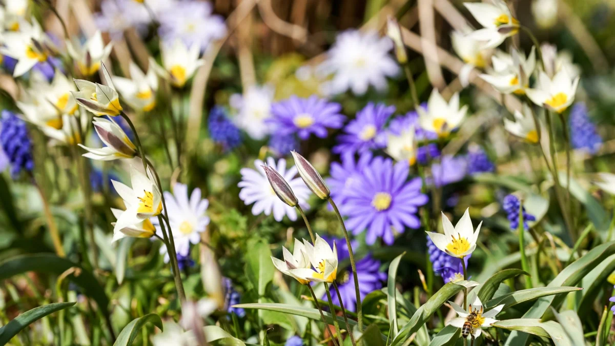 Welke planten zijn ideaal voor in de lente?